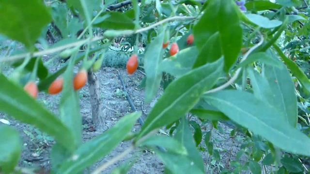 Ягоды Годжи.Куст для опыления. смотреть онлайн