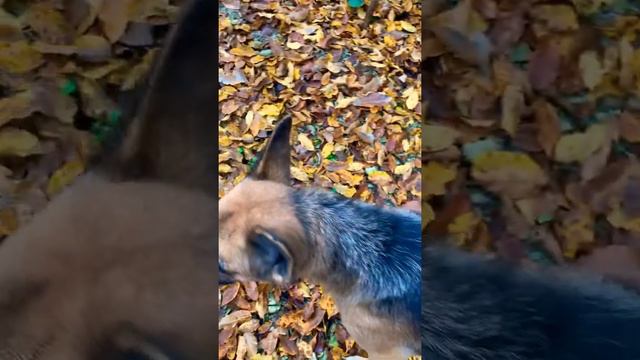 Горная река и листопад зимой #всочиумаши смотреть онлайн