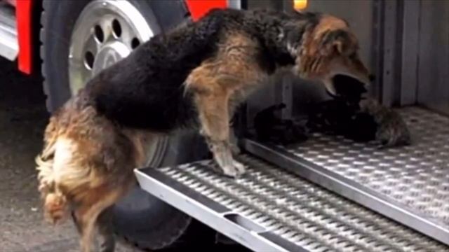 Собака выносила щенков из огня в пожарную машину, умоляя людей спасти её новорождённых деток смотреть онлайн