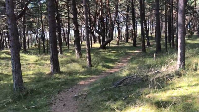 Walk to Palanga Beach смотреть онлайн