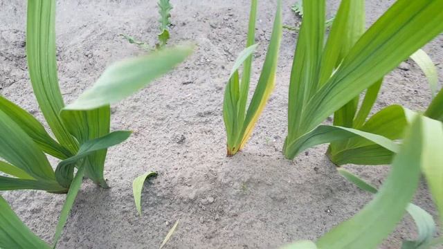 Заболели гладиолусы . Что делать ? Gladiolus . смотреть онлайн