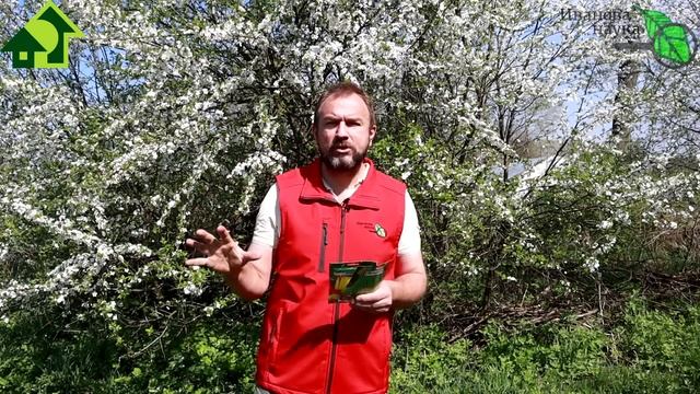 НЕСКОЛЬКО УРОЖАЕВ С КУСТА! ТОМАТ+ФАСОЛЬ - ВЫГОДНОЕ СОСЕДСТВО! Для чего я сажаю фасоль с томатами. смотреть онлайн