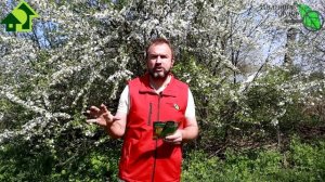 НЕСКОЛЬКО УРОЖАЕВ С КУСТА! ТОМАТ+ФАСОЛЬ - ВЫГОДНОЕ СОСЕДСТВО! Для чего я сажаю фасоль с томатами.