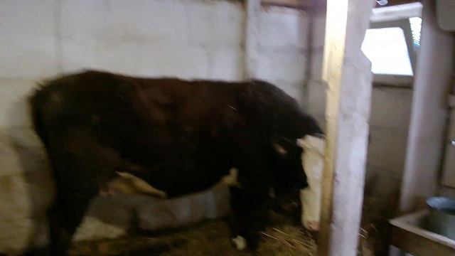 Наши деревенские будни начинаются с уборки НАВОЗА и кормление КОРОВ смотреть онлайн