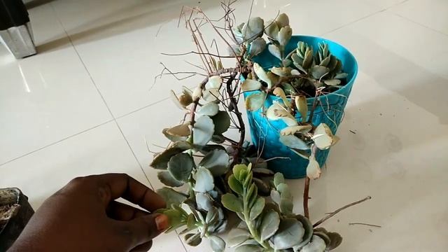 crassula arborescens plant care in tamil смотреть онлайн