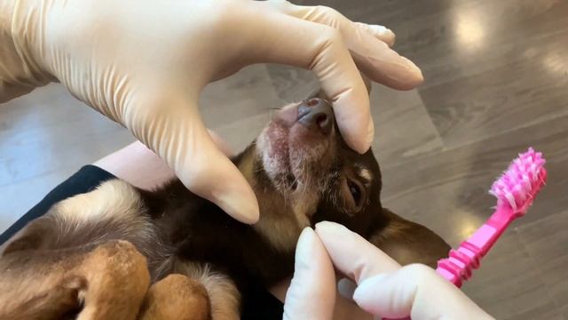 КАК ПРАВИЛЬНО ЧИСТИТЬ ЗУБЫ СОБАКЕ В ДОМАШНИХ УСЛОВИЯХ | 2 ЛУЧШИХ СПОСОБА смотреть онлайн