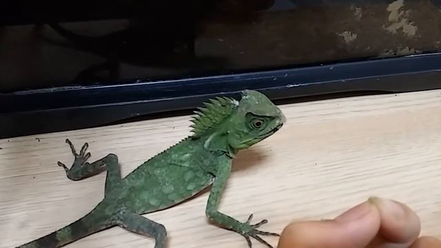 Chameleon forest dragon(Gonocephalus chamaeleontinus) hand feeding смотреть онлайн