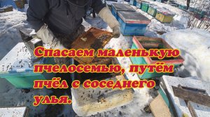 КАК МОЖНО СПАСТИ СЛАБУЮ ПЧЕЛОСЕМЬЮ, ПУТЁМ ПОДСИЛИВАНИЯ ПЧЁЛ С СОСЕДНИХ УЛЬЕВ.