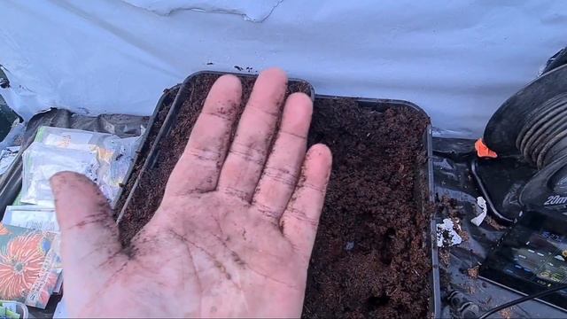 How to grow Geranium Orchid Blue part 1 смотреть онлайн