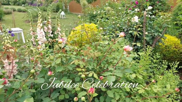 Квітування троянд в перші дні червня (Astronomia, Rugelda, Diablesse De Mers, Tuscany Superb...) смотреть онлайн