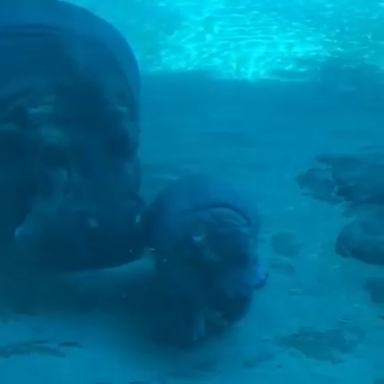 Урок по плаванию для бегемота смотреть онлайн