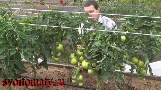 Томаты зажирели, что делать смотреть онлайн