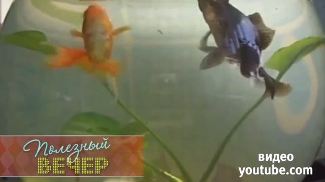 Выбираем аквариум смотреть онлайн