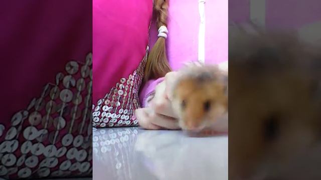 КАК БРАТЬ ХОМЯКА ПРАВИЛЬНО В РУКИ!!