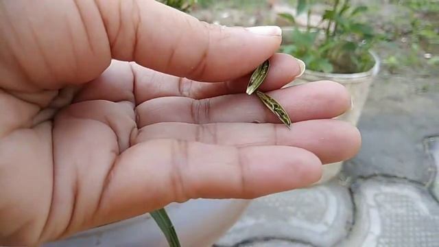Mexican Petunia(Ruellia) Seed Harvest смотреть онлайн