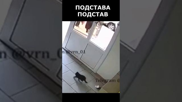 В Воронеже курьер нагадил в подъезде рядом с котенком смотреть онлайн