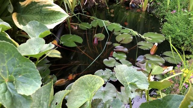 Прогулки по саду. Гравийный сад смотреть онлайн