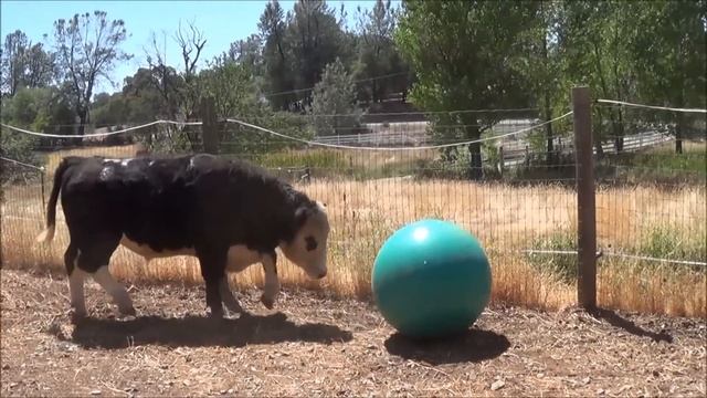 Cows Play With Bouncy Ball смотреть онлайн