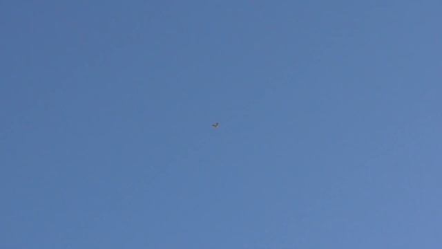 Ястреб Тетеревятник напал на голубей не отстаёт и всё. Goshawk Attacks Pigeons