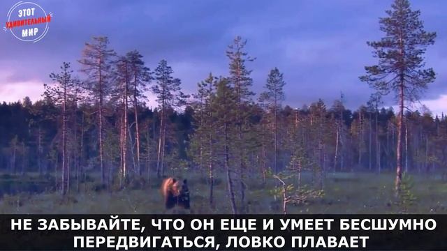 Бурый Медведь: как живет символ России. Огромный хищник, питающийся ягодами и грибами смотреть онлайн
