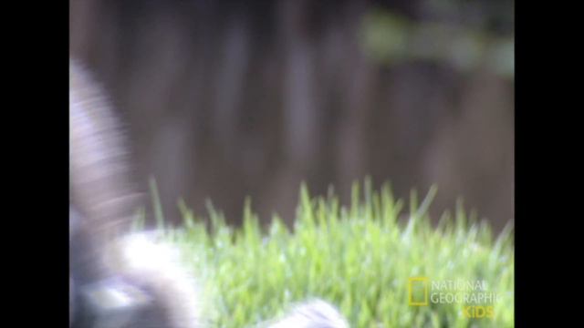 Лемуры смотреть онлайн