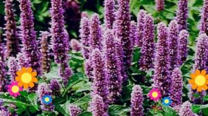 Лофант анисовый. Краткий обзор: Лофант анисовый описание характеристик, где купить саженцы, семена