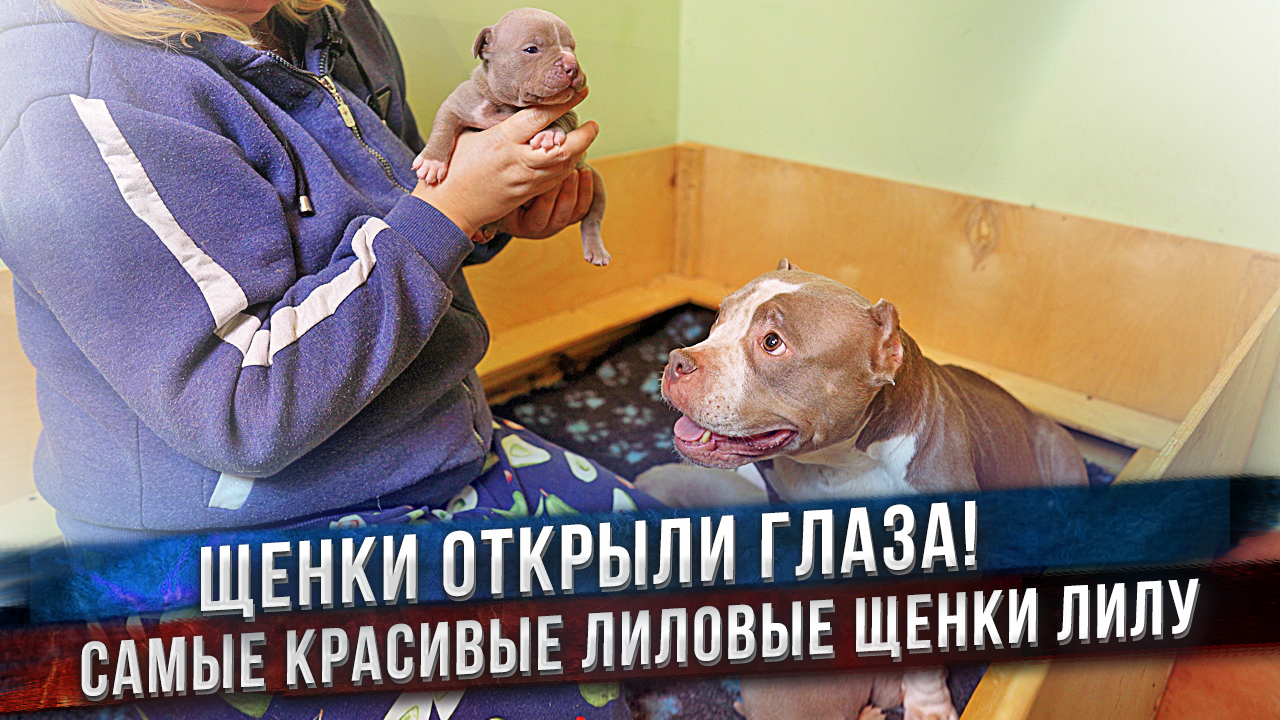 Это её последние щенки! Больше она никогда не будет мамой. смотреть онлайн