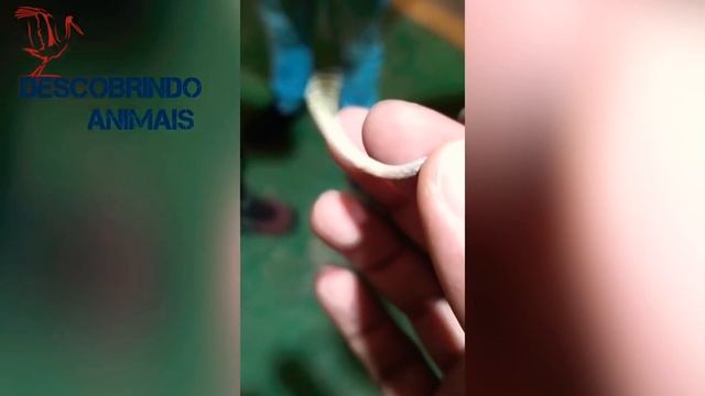 VÍBORA RABO DE ARANHA E SUA INCRÍVEL TÁTICA DE CAÇA. смотреть онлайн