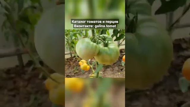 Вкуснейший томат-биколор ? #помидоры#семенатоматов#сад#томаты#гномтоматный#огород#огурцы смотреть онлайн