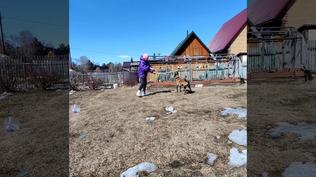 обучение танцам собаку