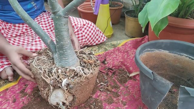 Adenium Bonsai - Desert Rose - In Tamil - Chennai Garden & Decor смотреть онлайн