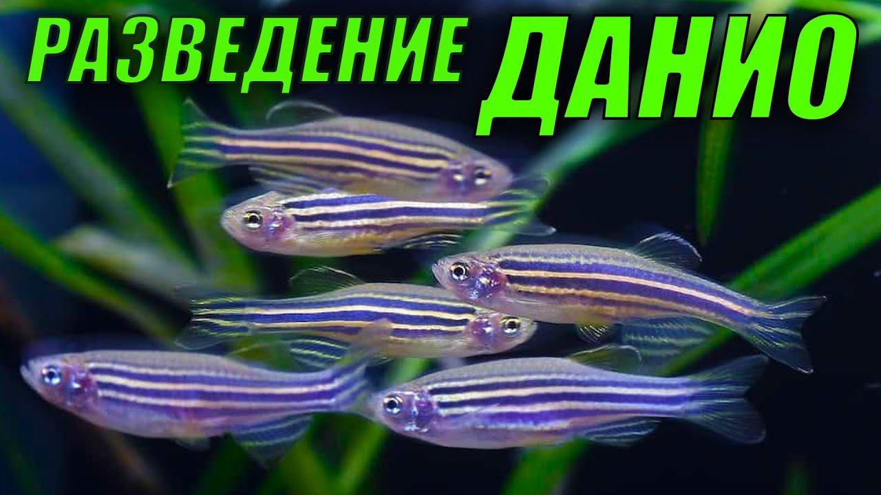 Разведение данио идёт полным ходом!!! смотреть онлайн