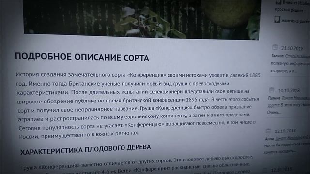 Груша Санта Мария, китайская, конференция обзор смотреть онлайн