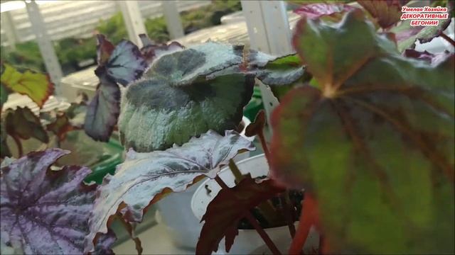 Мои ? ДЕКОРАТИВНО - ЛИСТВЕННЫЕ БЕГОНИИ ? февраль 2023 г смотреть онлайн