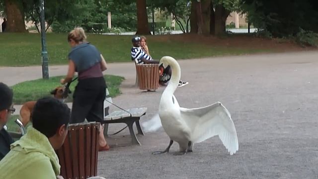 Dog vs Swan in Strasbourg, France смотреть онлайн