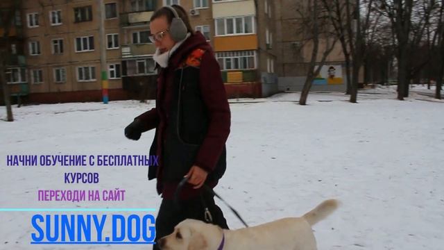 Как научить команде фу? Фу - правила обучения вашей собаки смотреть онлайн