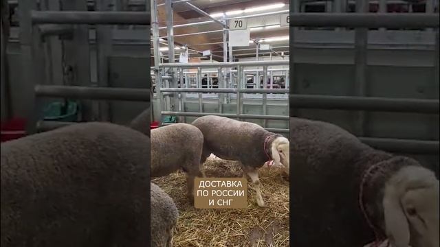 Домашние овцы Мериноланд! смотреть онлайн