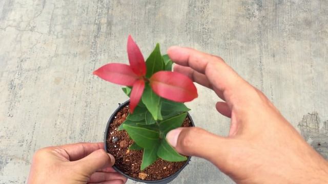 || PHOTINIA X FRASERI || RED TIP PHOTINIA || CARE TIPS || смотреть онлайн