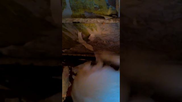 Алабай помогает делать ремонт)))) смотреть онлайн