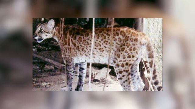 20 Fantastic Hybrid Animals That Actually Exist смотреть онлайн