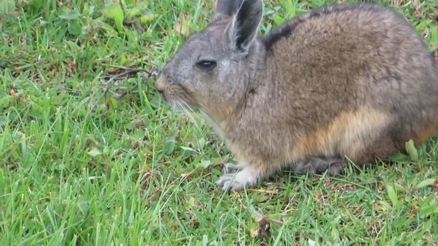 Northern Viscacha having dinner in Machupicchu (Lagidium peruanum) смотреть онлайн