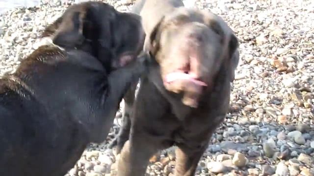 семейные игры мастин) смотреть онлайн