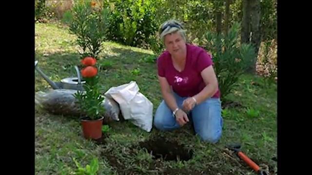 Planting Proteas смотреть онлайн