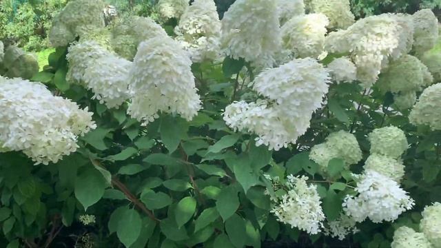 Гортензия метельчатая Лайм лайт смотреть онлайн