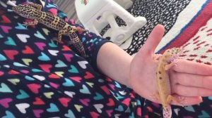 геккон, эублефар, домашние питомцы, ящерицы, как ухаживать за гекконами