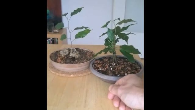 Comparing my Ficus B. "Solo" vs. Ficus B. "Combi" смотреть онлайн
