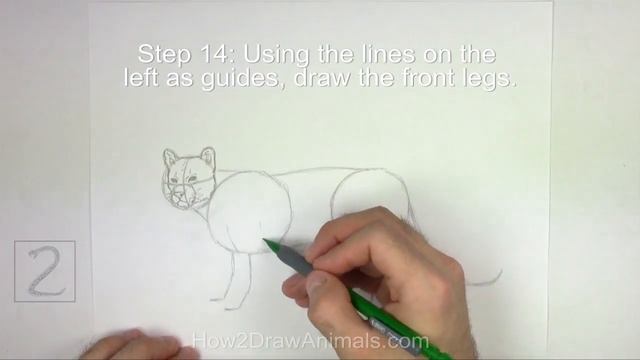 How to Draw a Cougar (Mountain Lion) смотреть онлайн
