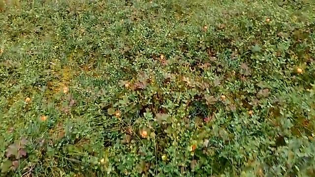 Морошка в Швеции. смотреть онлайн