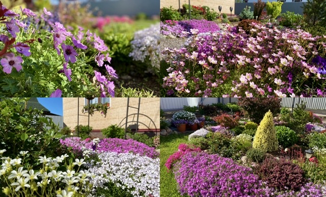 Невероятно красивые почвопокровные растения/ уход после цветения/ ????? смотреть онлайн