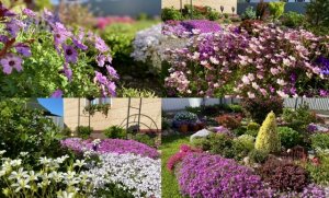 Невероятно красивые почвопокровные растения/ уход после цветения/ ?????